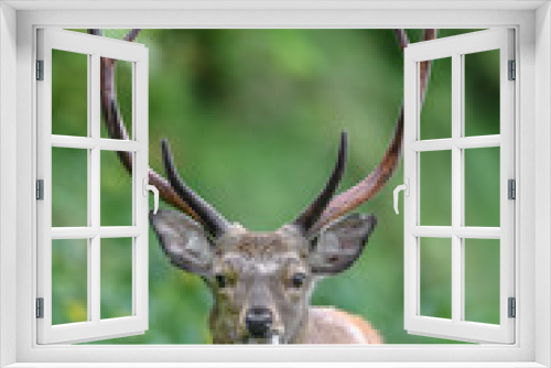 Fototapeta Naklejka Na Ścianę Okno 3D - male sika deer portrait