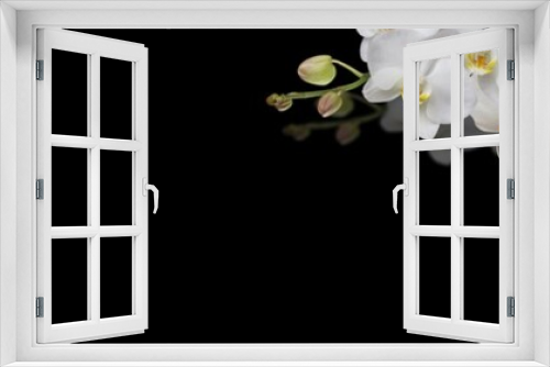 Fototapeta Naklejka Na Ścianę Okno 3D - orchid on black background