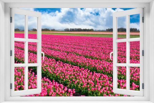 Fototapeta Naklejka Na Ścianę Okno 3D - Tulpenblüte Holland