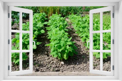 Fototapeta Naklejka Na Ścianę Okno 3D - Healthy green beans hanging on a bean plant