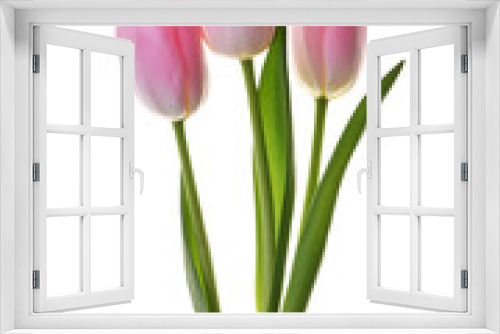 Fototapeta Naklejka Na Ścianę Okno 3D - pink tulip flowers isolated without shadow clipping path