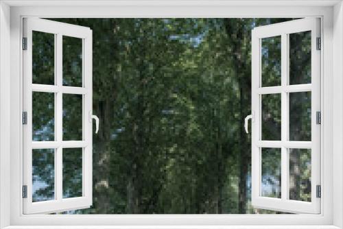 Fototapeta Naklejka Na Ścianę Okno 3D - Persona andando por un paseo lleno de árboles