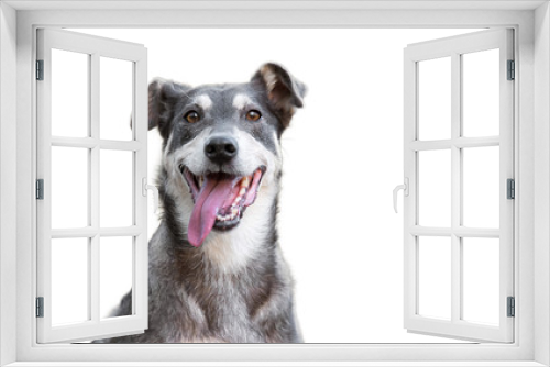 Fototapeta Naklejka Na Ścianę Okno 3D - Funny dog isolated on  white