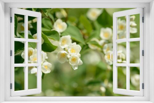 Fototapeta Naklejka Na Ścianę Okno 3D - Close up of white jasmine flowers in a garden. Flowering jasmine bush in sunny summer day. Nature background.