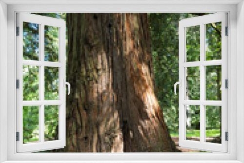Fototapeta Naklejka Na Ścianę Okno 3D - Küstenmammutbaum