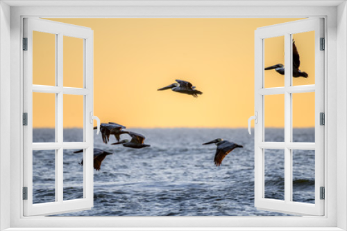 Fototapeta Naklejka Na Ścianę Okno 3D - Brown Pelicans  over the Gulf of Mexico