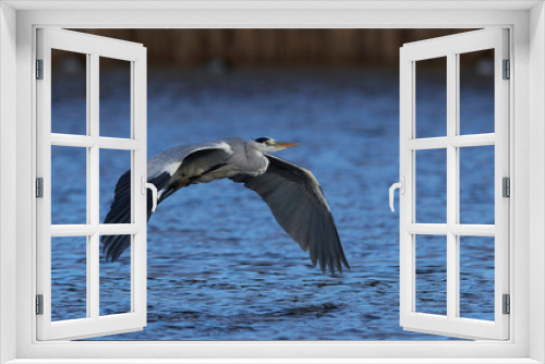Fototapeta Naklejka Na Ścianę Okno 3D - Grey Heron (Ardea cinerea)