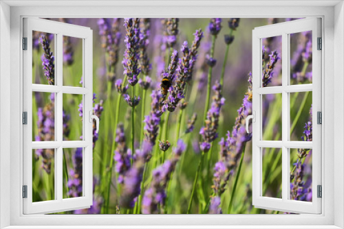 Fototapeta Naklejka Na Ścianę Okno 3D - Close up of lavender plant near Saint Jurs, Provence, France