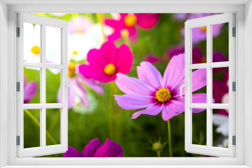 Fototapeta Naklejka Na Ścianę Okno 3D -  Beautiful Cosmos flowers in garden. Nature background.