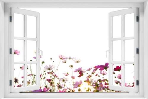 Fototapeta Naklejka Na Ścianę Okno 3D - pink flowers on a white background cosmos