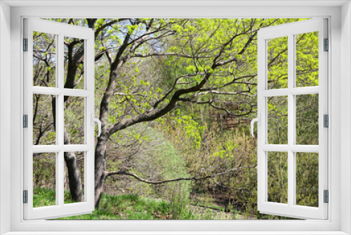 Fototapeta Naklejka Na Ścianę Okno 3D - Tree with first spring leaves