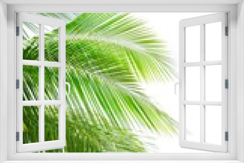 Fototapeta Naklejka Na Ścianę Okno 3D - Coconut palm leaf isolated on white background