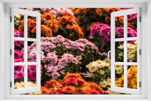 Fototapeta Naklejka Na Ścianę Okno 3D - Colorful Chrysanthemum Bouquet Group.