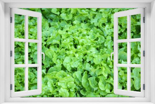 Fototapeta Naklejka Na Ścianę Okno 3D - Fresh green Lettuce salad leaves background
