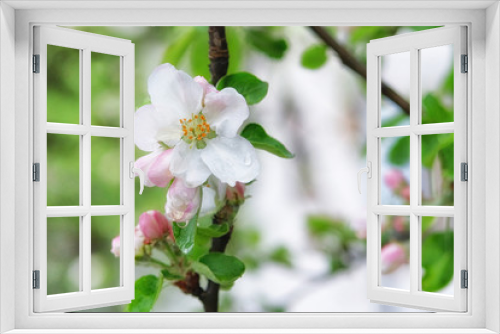 Fototapeta Naklejka Na Ścianę Okno 3D - Apple tree is blooming with white petals. Spring background of nature, green bokeh. Greeting card for Womens day. Blooming park in city.