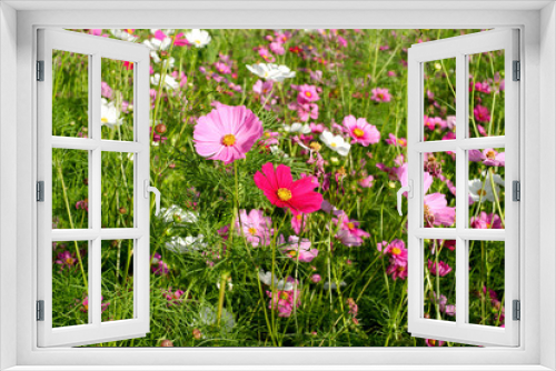Fototapeta Naklejka Na Ścianę Okno 3D - pink cosmos flowers in the garden