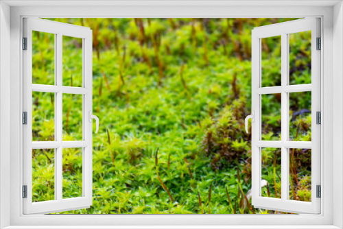 Fototapeta Naklejka Na Ścianę Okno 3D - Bright green moss, macro photo, selective focus
