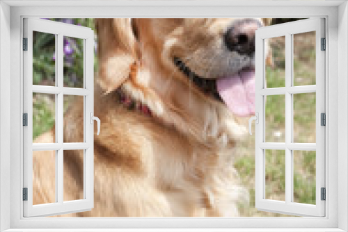 Fototapeta Naklejka Na Ścianę Okno 3D - young golden retriever dog