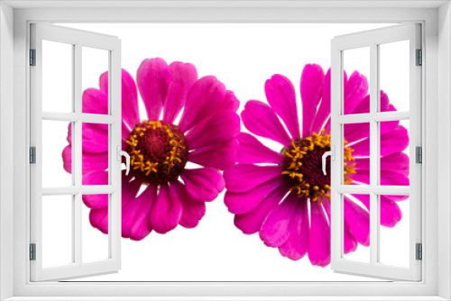 Fototapeta Naklejka Na Ścianę Okno 3D - pink zinnia flower isolated