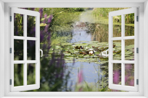 Fototapeta Naklejka Na Ścianę Okno 3D - Teich mit Seerose und Wasserpflanze