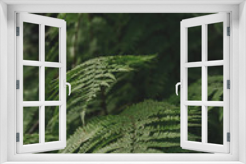Fototapeta Naklejka Na Ścianę Okno 3D - Fern close up in a forest