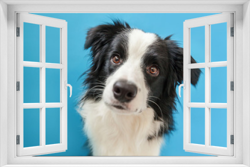 Fototapeta Naklejka Na Ścianę Okno 3D - Funny studio portrait of cute smilling puppy dog border collie isolated on blue background. New lovely member of family little dog gazing and waiting for reward. Pet care and animals concept