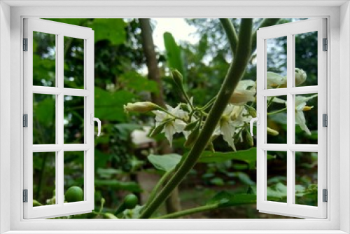 Fototapeta Naklejka Na Ścianę Okno 3D - Mini eggplant (Solanum torvum) with green leaves and white flowers