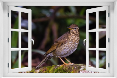 Fototapeta Naklejka Na Ścianę Okno 3D - view of a beautiful bird in nature