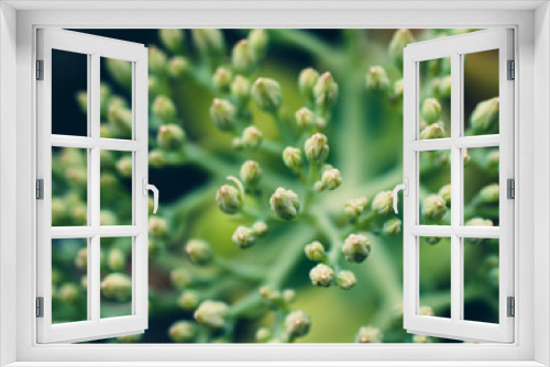 Fototapeta Naklejka Na Ścianę Okno 3D - closeup of a plant