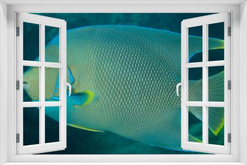 Fototapeta Naklejka Na Ścianę Okno 3D - Blue Angelfish picture taken in south east Florida.