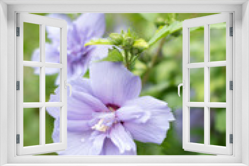 Fototapeta Naklejka Na Ścianę Okno 3D - Hibiskusblüten