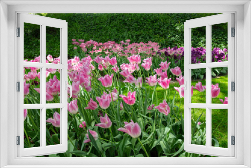 Fototapeta Naklejka Na Ścianę Okno 3D - Tulips in Keukenhof park (Netherlands).
