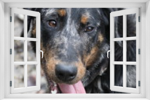 Fototapeta Naklejka Na Ścianę Okno 3D - Beauce Harlequin color Shepherd Dog