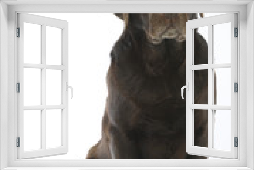 Fototapeta Naklejka Na Ścianę Okno 3D - regard triste du labrador chocolat