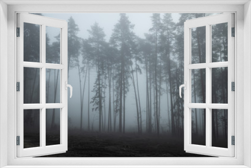 Fototapeta Naklejka Na Ścianę Okno 3D -  A forest in fog, a mysterious forest
