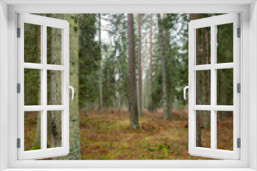 Fototapeta Naklejka Na Ścianę Okno 3D - Forrest - Forest Knyszyn (Poland) - Taiga forest