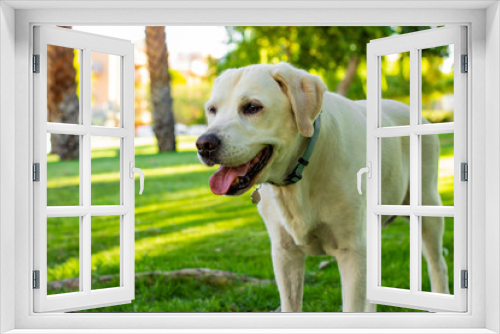 Fototapeta Naklejka Na Ścianę Okno 3D - friendly Labrador dog portrait in park outdoor sunny outside nature environment space