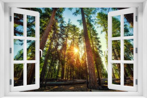 Fototapeta Naklejka Na Ścianę Okno 3D - Forest of Sequoias, Yosemite National Park, California