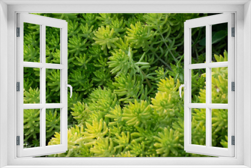 Fototapeta Naklejka Na Ścianę Okno 3D - The backgroun Green moss tree