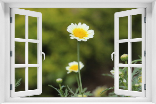 Fototapeta Naklejka Na Ścianę Okno 3D - Colorful Flower Background