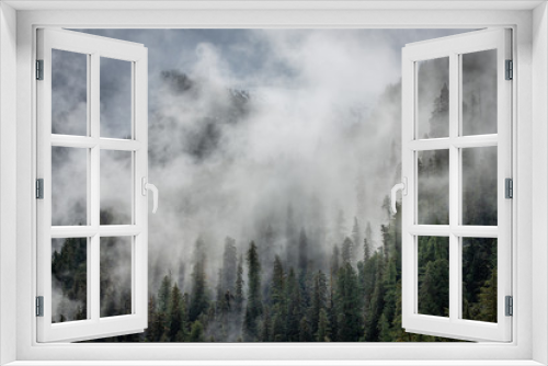Fototapeta Naklejka Na Ścianę Okno 3D - Misty trees of british columbia's rainforest