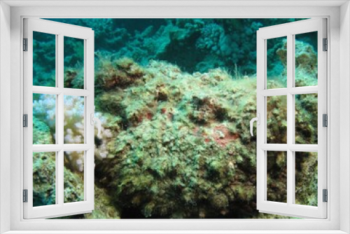 Fototapeta Naklejka Na Ścianę Okno 3D - Stonefish (Synanceia verrucosa). Taking in Red Sea, Egypt.