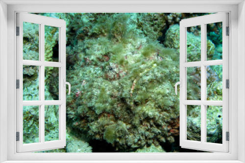 Fototapeta Naklejka Na Ścianę Okno 3D - Stonefish (Synanceia verrucosa). Taking in Red Sea, Egypt.