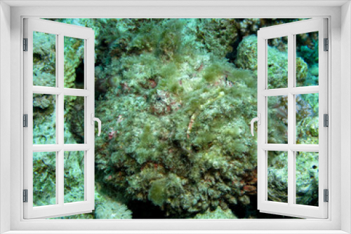 Stonefish (Synanceia verrucosa). Taking in Red Sea, Egypt.