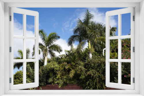 Fototapeta Naklejka Na Ścianę Okno 3D - Palm trees, tropical background on a summer sunny day