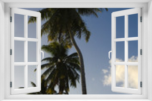 Fototapeta Naklejka Na Ścianę Okno 3D - palm trees
