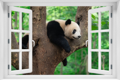 Fototapeta Naklejka Na Ścianę Okno 3D - Giant panda eating bamboo leaves