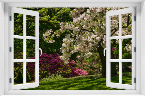 Fototapeta Naklejka Na Ścianę Okno 3D - Apple-tree in park with rhododendron on background