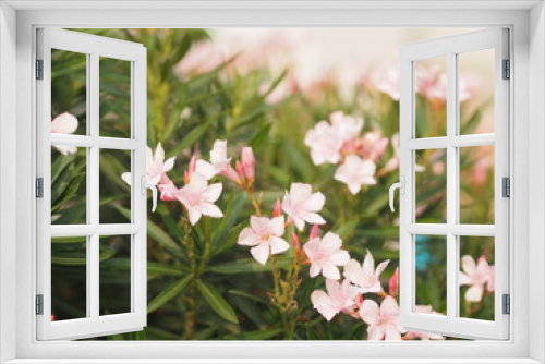 Fototapeta Naklejka Na Ścianę Okno 3D - Sweet Oleander, Rose Bay, Nerium indicum Mill name pink flower blooming in garden on blurred of nature background