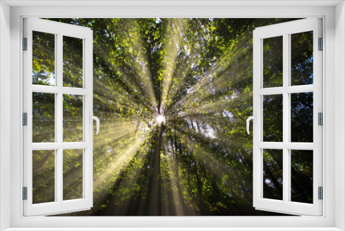 Fototapeta Naklejka Na Ścianę Okno 3D - sun rays in green forest